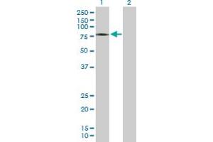 Western Blot analysis of ZSWIM2 expression in transfected 293T cell line by ZSWIM2 MaxPab polyclonal antibody.