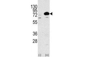 Western blot analysis of ATG7 antibody and 293 lysate transiently transfected with the human gene.