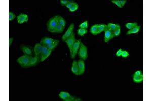 Immunofluorescence staining of HepG2 cells with ABIN7149534 at 1:400, counter-stained with DAPI.