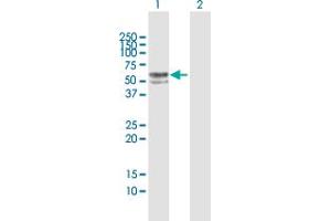 Western Blot analysis of FUCA1 expression in transfected 293T cell line by FUCA1 MaxPab polyclonal antibody.