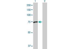 Western Blot analysis of SMPD3 expression in transfected 293T cell line by SMPD3 MaxPab polyclonal antibody. (SMPD3 anticorps  (AA 1-655))