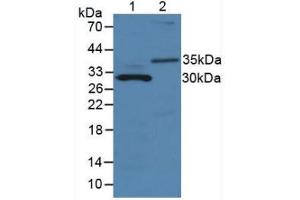 Figure. (MMP7 anticorps  (AA 1-264))