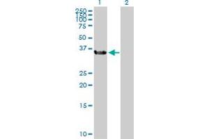 Western Blot analysis of BOLL expression in transfected 293T cell line by BOLL MaxPab polyclonal antibody. (BOLL anticorps  (AA 1-295))