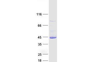 Validation with Western Blot