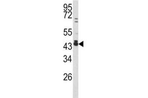 Western blot analysis of c-Fos antibody and 293 lysate.