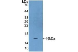 Detection of Recombinant HSP10, Human using Polyclonal Antibody to Heat Shock 10 kDa Protein 1 (HSP10) (HSPE1 anticorps  (AA 2-102))