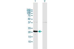 Western Blot analysis of GLO1 expression in transfected 293T cell line by GLO1 MaxPab polyclonal antibody. (GLO1 anticorps  (AA 1-184))