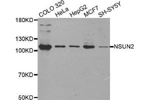 Western blot analysis of extracts of various cell lines, using NSUN2 antibody. (NSUN2 anticorps  (AA 508-767))