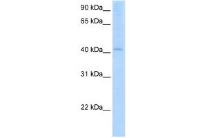 AADAC antibody used at 2.