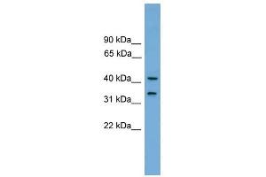 FAM118A antibody used at 1 ug/ml to detect target protein. (FAM118A anticorps  (Middle Region))