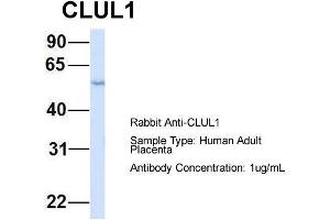 Host: Rabbit  Target Name: CLUL1  Sample Tissue: Human Adult Placenta  Antibody Dilution: 1.