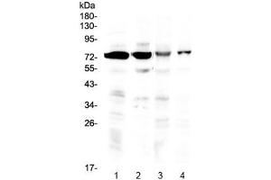 Western blot testing of 1) rat brain, 2) mouse brain, 3) human HeLa and 4) human U-2 OS lysate with IBSP antibody at 0. (IBSP anticorps)