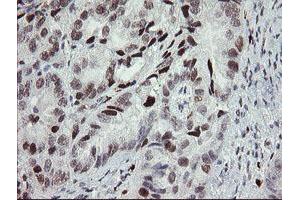 anti-Transducin-Like Enhancer of Split 1 (E(sp1) Homolog, Drosophila) (TLE1) (AA 180-460) antibody