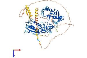 AlphaFold protein structure predicition of Mouse Recombinant Dtx1 Protein, UniprotID Q61010