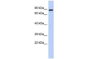 ZFYVE20 antibody used at 0. (Rabenosyn 5 anticorps  (N-Term))