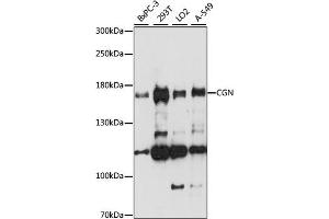 Western blot analysis of extracts of various cell lines, using CGN antibody (ABIN7266400) at 1:1000 dilution. (Cingulin anticorps  (AA 904-1203))