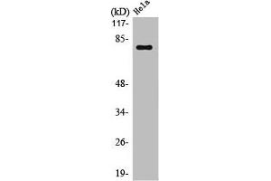 Western Blot analysis of HeLa cells using Oct-1 Polyclonal Antibody
