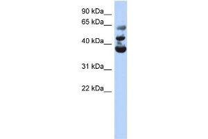 WB Suggested Anti-NSUN3 Antibody Titration:  0. (NSUN3 anticorps  (Middle Region))