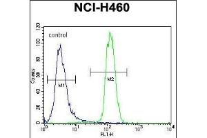 LETM2 Antibody (N-term) (ABIN656294 and ABIN2845601) flow cytometric analysis of NCI- cells (right histogram) compared to a negative control cell (left histogram). (LETM2 anticorps  (N-Term))