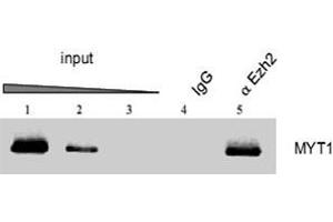 ChIP results obtained with the Ezh2 polyclonal antibody . (EZH2 anticorps  (AA 1-343))