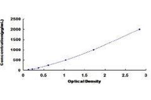 ELISA image for Nerve Growth Factor (NGF) ELISA Kit (ABIN414112)