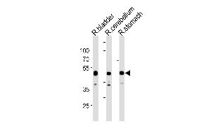 Rat Cbwd1 Antibody (C-term) (ABIN1881711 and ABIN2843452) western blot analysis in rat bladder,cerebellum and stomach tissue lysates (35 μg/lane).