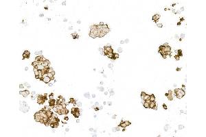 Immunocytochemistry (ICC) image for anti-DYKDDDDK Tag (Cleavage Site) antibody (ABIN7453373) (Recombinant DYKDDDDK Tag anticorps  (Cleavage Site))
