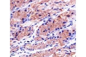 Immunohistochemical analysis of paraffin-embedded human stomach using PHB1 antibody at 1:25 dilution.