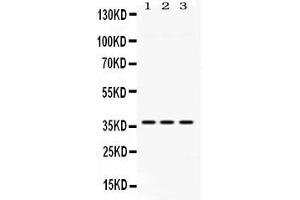 Western blot analysis of GNB1 expression in rat liver extract ( Lane 1), mouse cardiac muscle extract ( Lane 2) and HELA whole cell lysates ( Lane 3). (GNB1 anticorps  (N-Term))