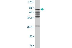 Western Blot detection against Immunogen (66.