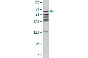 Western Blot detection against Immunogen (66. (ZNF24 anticorps  (AA 1-368))