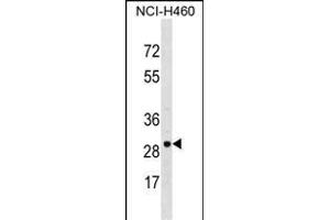 VDAC3 Antibody (Center) (ABIN1537893 and ABIN2848739) western blot analysis in NCI- cell line lysates (35 μg/lane). (VDAC3 anticorps  (AA 156-183))