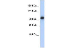 VPS54 antibody used at 1 ug/ml to detect target protein. (VPS54 anticorps)