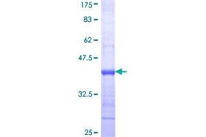 Image no. 1 for Neuroligin 1 (NLGN1) (AA 578-677) protein (GST tag) (ABIN1312646)