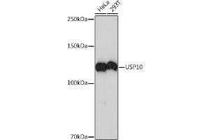 Western blot analysis of extracts of various cell lines, using USP10 Rabbit mAb (ABIN7271138) at 1:1000 dilution. (USP10 anticorps)