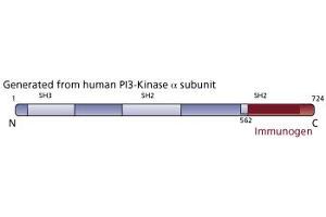 Image no. 3 for anti-Phosphoinositide-3-Kinase, Catalytic, alpha Polypeptide (PIK3CA) (AA 562-724) antibody (ABIN967708) (PIK3CA anticorps  (AA 562-724))