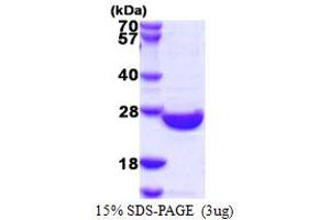 SDS-PAGE (SDS) image for SUMO/sentrin Specific Peptidase Family Member 8 (SENP8) (AA 1-212) protein (His tag) (ABIN667489) (SENP8 Protein (AA 1-212) (His tag))