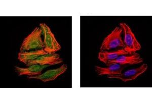 Immunofluorescence (IF) image for anti-BPI Fold Containing Family A, Member 2 (BPIFA2) antibody (ABIN1109128)