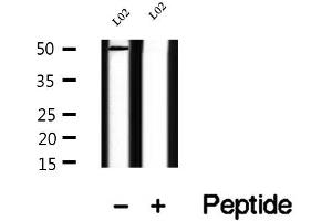 Western blot analysis of extracts of L02 cells, using TRIM14 antibody. (TRIM14 anticorps  (C-Term))