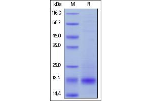 Biotinylated Human CD3 epsilon, His,Avitag on  under reducing (R) condition. (CD3 epsilon Protein (CD3E) (AA 23-126) (His tag,AVI tag,Biotin))