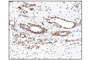 IHC analysis of SUMO2/3 using anti-SUMO2/3 antibody (ABIN7600856). (SUMO2/3 anticorps  (AA 24-72))