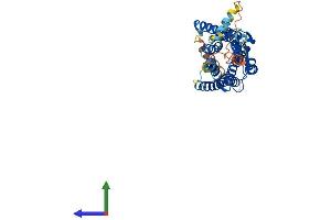 AlphaFold protein structure predicition of Human Recombinant NPY1R Protein, UniprotID P25929