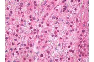 Anti-FTO antibody IHC of human adrenal cortex.