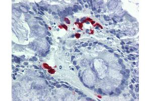 Anti-FASLG / FASL antibody IHC of human colon. (FASL anticorps  (AA 82-145))
