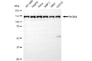 Western blotting analysis using PIK3R4 antibody (ABIN7799815).