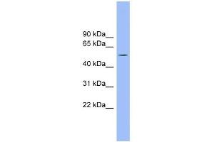 TMCO6 antibody used at 1 ug/ml to detect target protein. (TMCO6 anticorps  (N-Term))