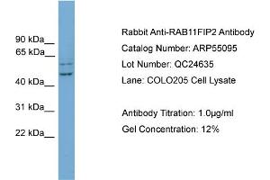 WB Suggested Anti-RAB11FIP2  Antibody Titration: 0.