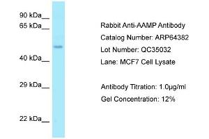 Western Blotting (WB) image for anti-Angio-Associated, Migratory Cell Protein (AAMP) (Middle Region) antibody (ABIN2789822) (AAMP anticorps  (Middle Region))