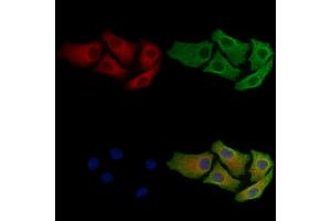 ABIN7093524 and ABIN7097548 staining Hela cells by IF/ICC. (RAB5 anticorps)