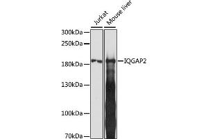 Western blot analysis of extracts of various cell lines, using IQG antibody (ABIN7268022) at 1:1000 dilution. (IQGAP2 anticorps  (AA 1330-1440))